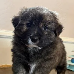 A baby small-sized female Brindle Terrier dog named Chloe for adoption in Dallas, TX