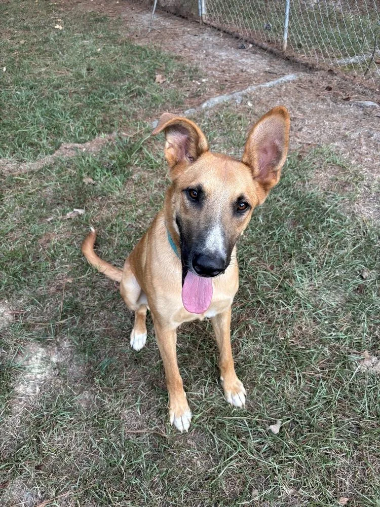 An adult large-sized male German Shepherd Dog dog named Hercules for adoption in Boston, MA