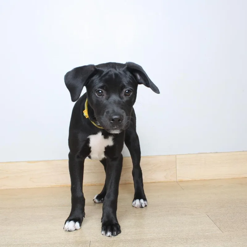 A baby medium-sized female Black Pit Bull Terrier dog named Disco D for adoption in Minnetonka, MN