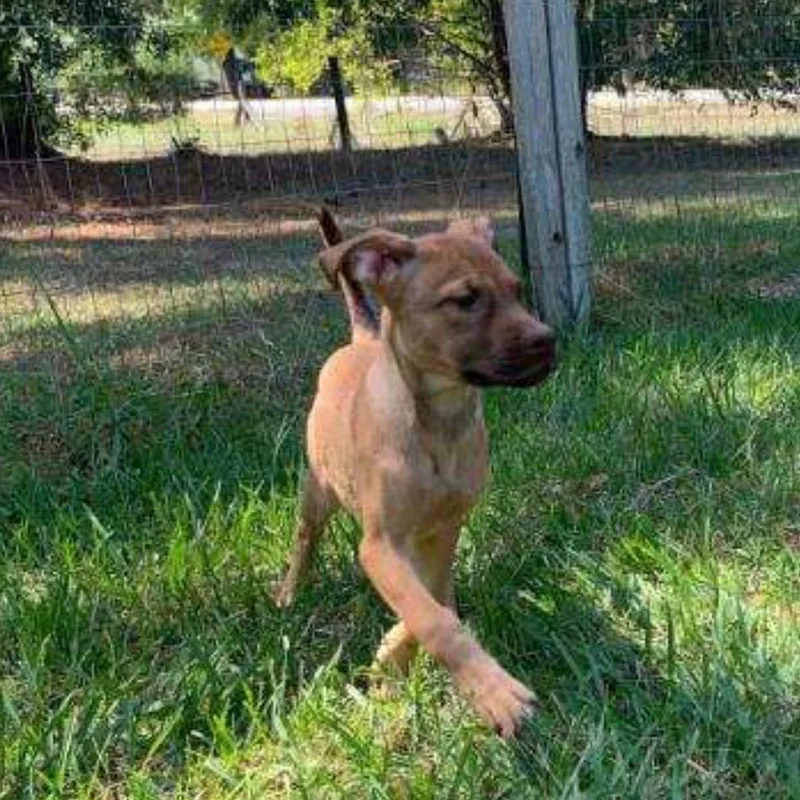 A baby medium-sized female Hound dog named Kara for adoption in Medfield, MA