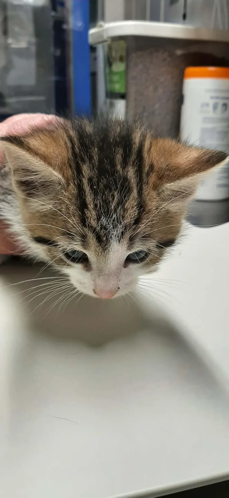 Loki