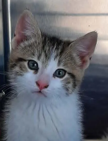 Loki thumbnail 2