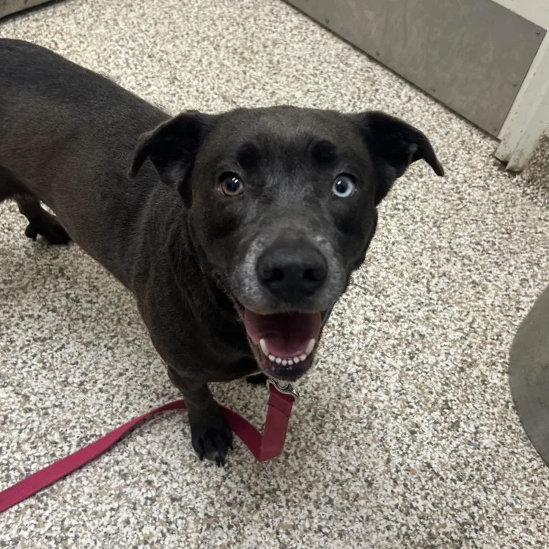 A senior medium-sized female Gray / Blue / Silver Mixed Breed dog named Layla for adoption in Auburn, AL