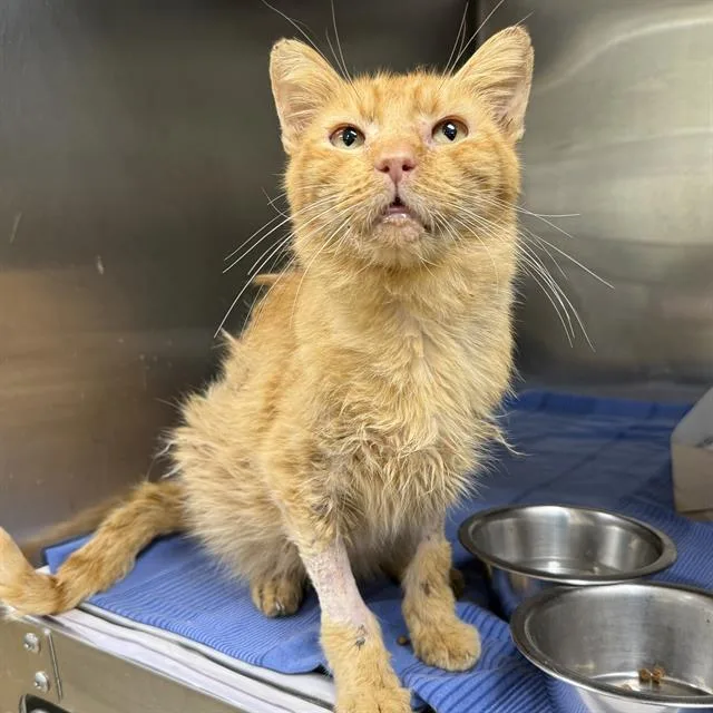 An adult small-sized male Domestic Short Hair cat named Boyd for adoption in San Antonio, TX