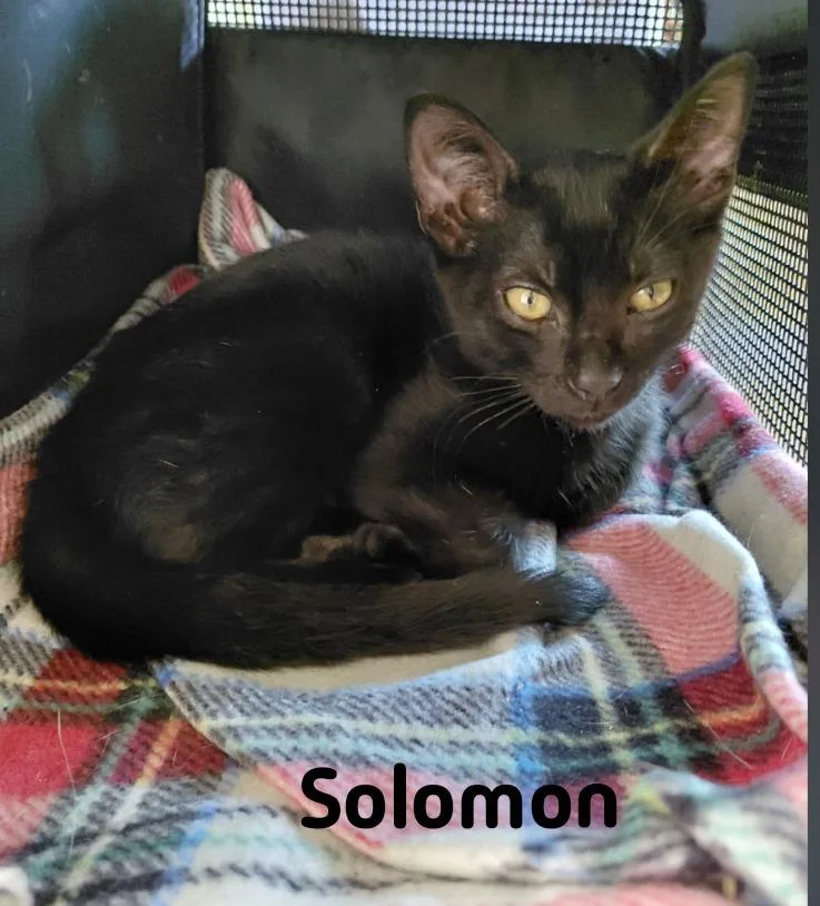 A baby medium-sized male Domestic Medium Hair cat named Solomon for adoption in San Pedro, CA