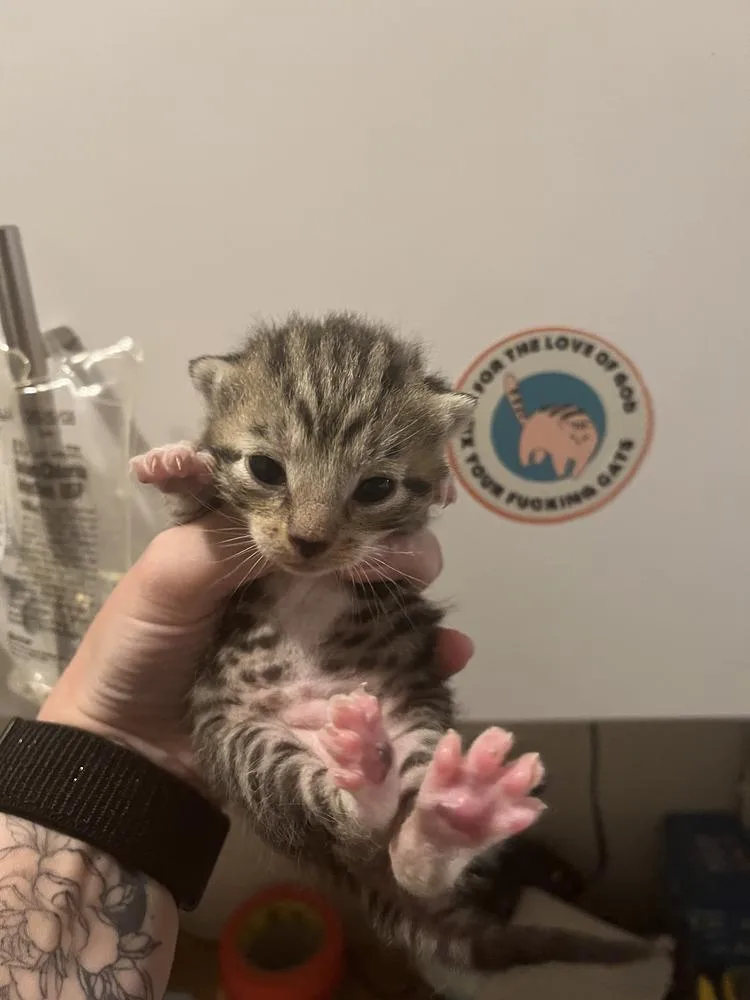 A baby medium-sized male Domestic Short Hair cat named Rhythm for adoption in Emerald Isle, NC