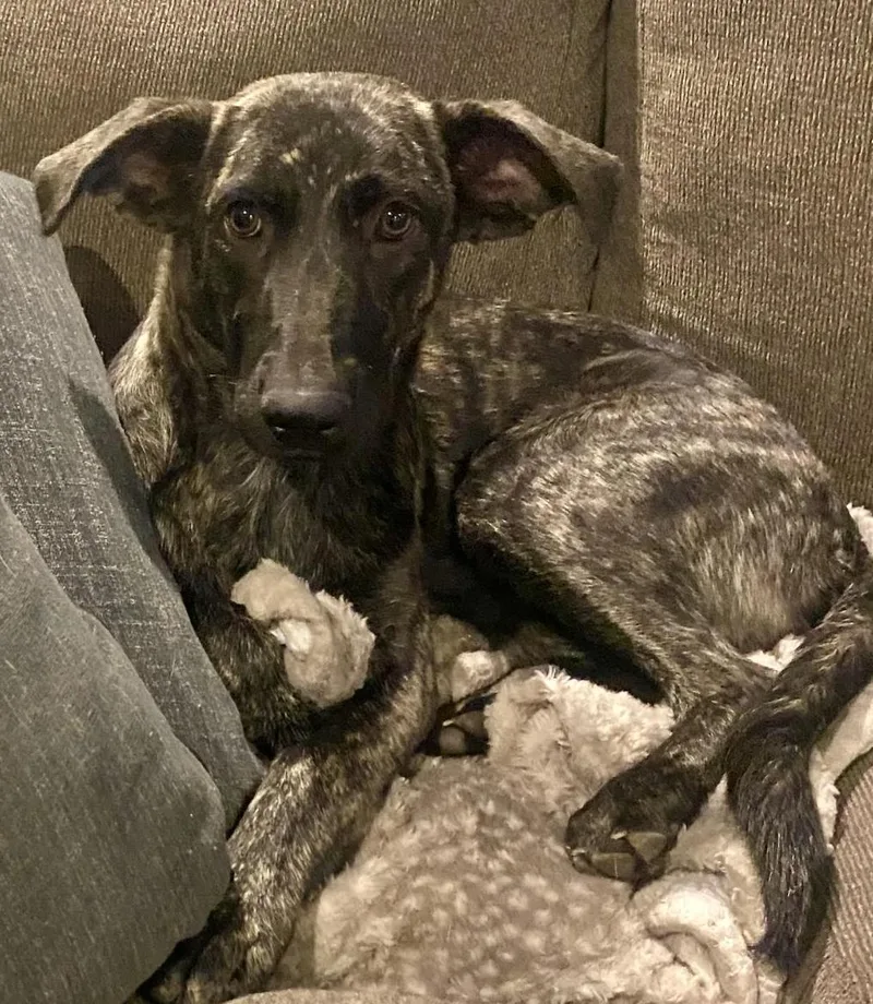 Dolly Parton thumbnail 4