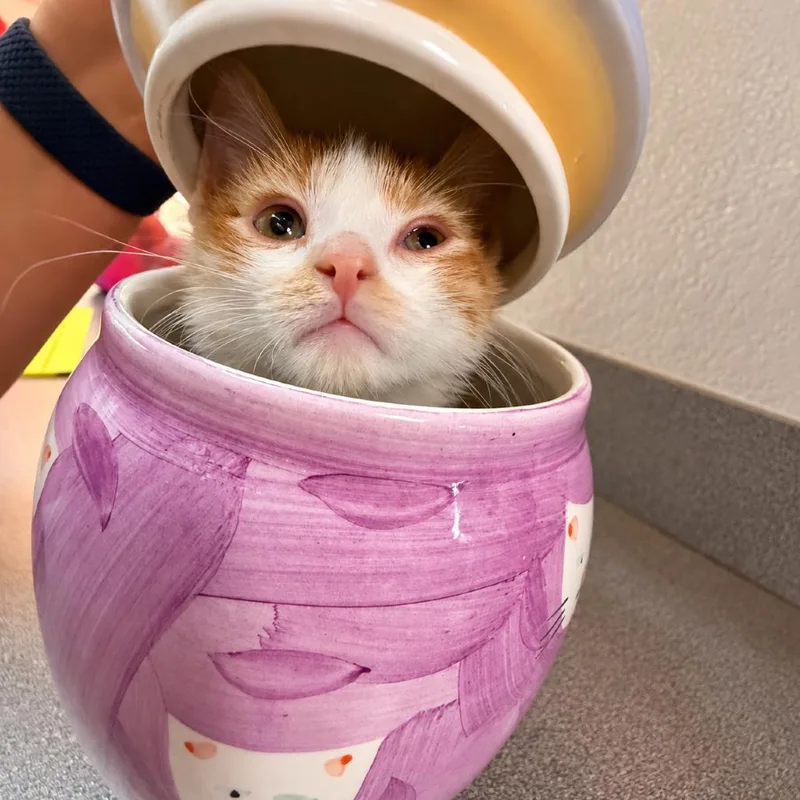 A baby small-sized male Orange / Red Domestic Short Hair cat named Mr. Krabs for adoption in Commerce City, CO