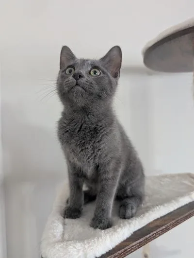 A baby medium-sized male Gray / Blue / Silver Domestic Short Hair cat named Potato Pancake for adoption in Mokena, IL