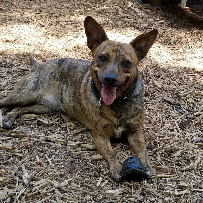 An adult medium-sized female Brindle Catahoula Leopard Dog dog named Allie for adoption in Roanoke, AL