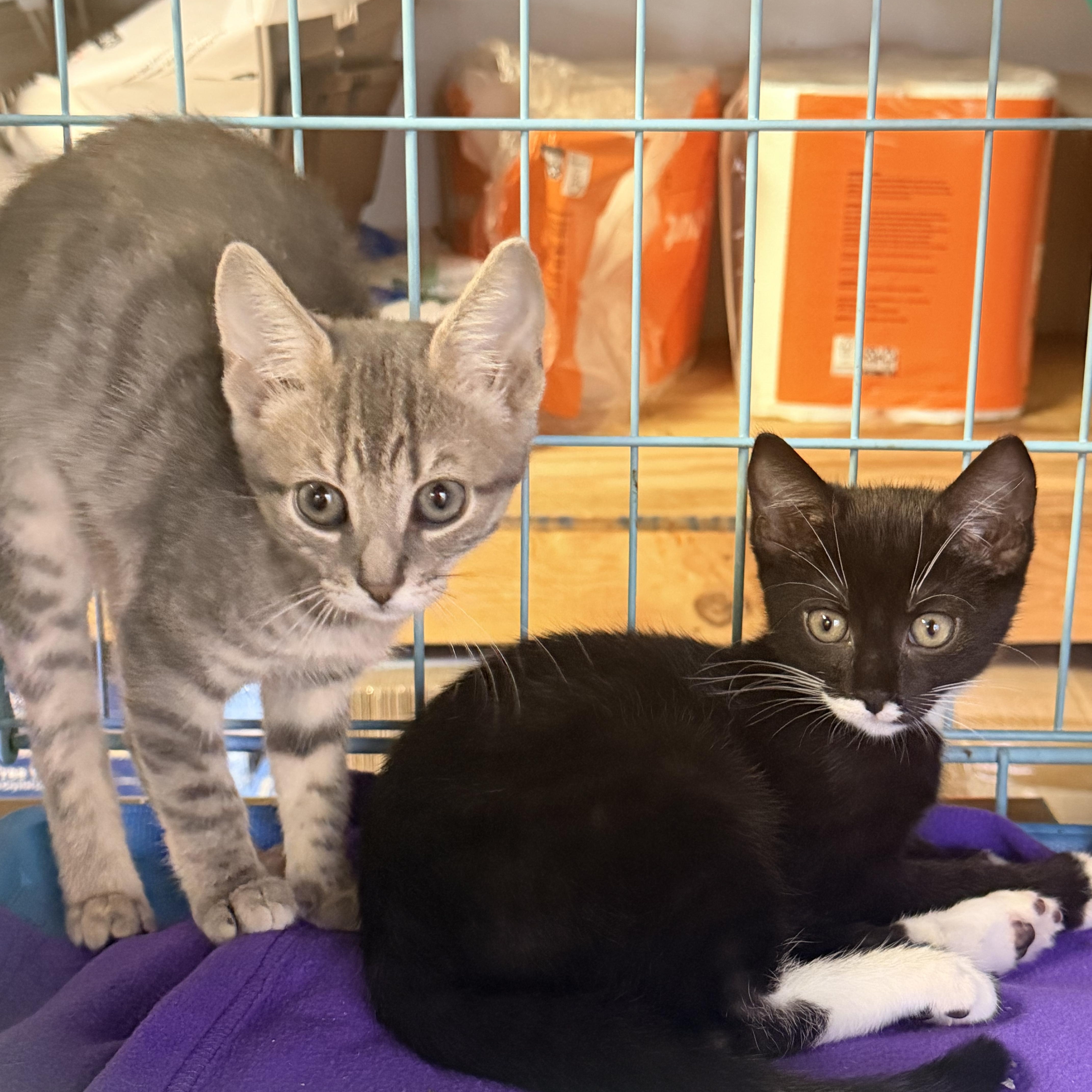 A baby small-sized female Domestic Short Hair cat named Grace and Hope for adoption in Bellmawr, NJ