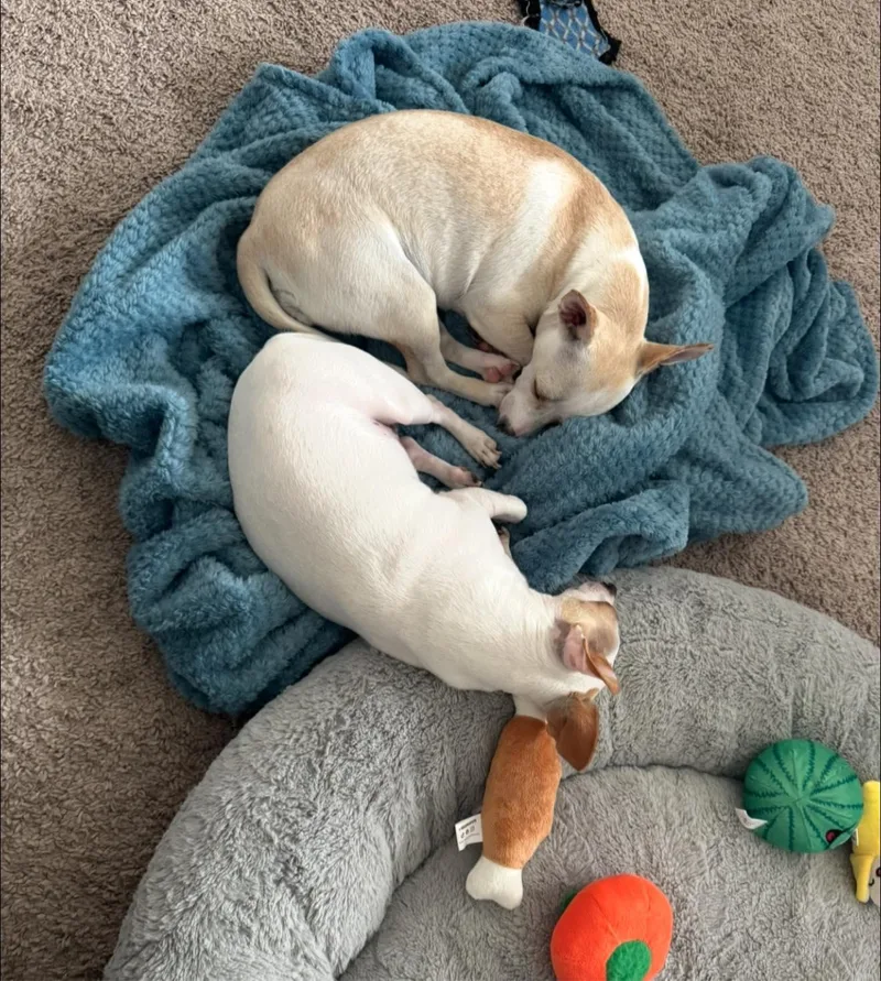 Juniper And Luna thumbnail 3