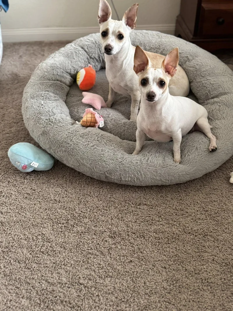 Juniper And Luna thumbnail 6