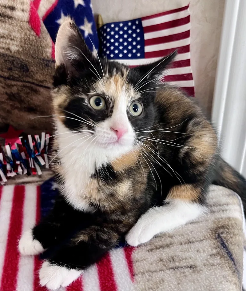 A baby medium-sized female Calico Domestic Short Hair cat named Sophie for adoption in Rocky Hill, CT