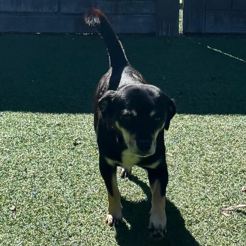 An adult small-sized male Chihuahua dog named Ted for adoption in LOXAHATCHEE, FL