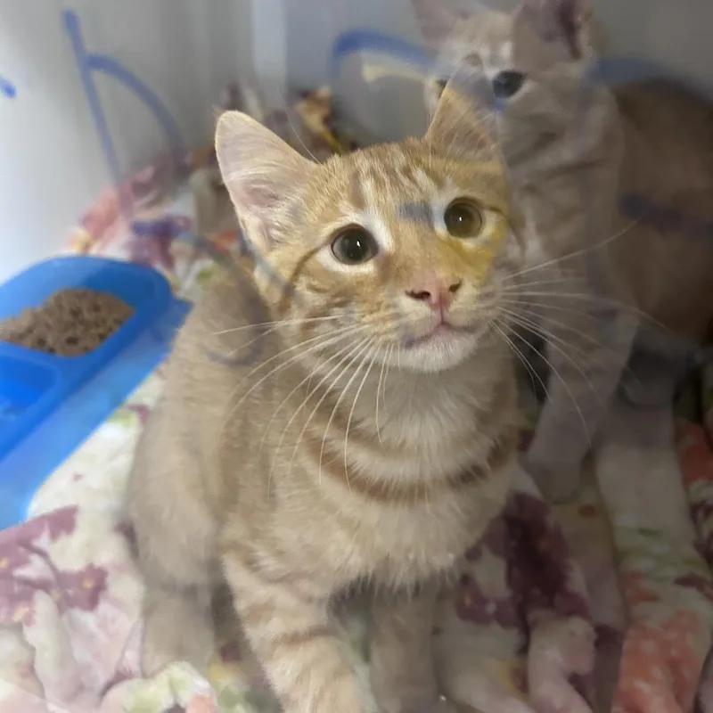 A baby small-sized male Domestic Medium Hair cat named Nike for adoption in Uniontown, PA