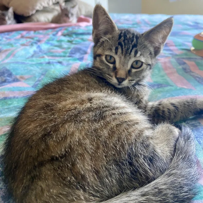 A baby small-sized female Torbie Domestic Short Hair cat named Frannie for adoption in Santa Rosa, CA