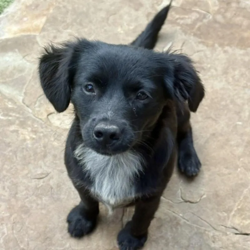 A baby small-sized female Black Poodle dog named Tootie for adoption in Norwalk, CT