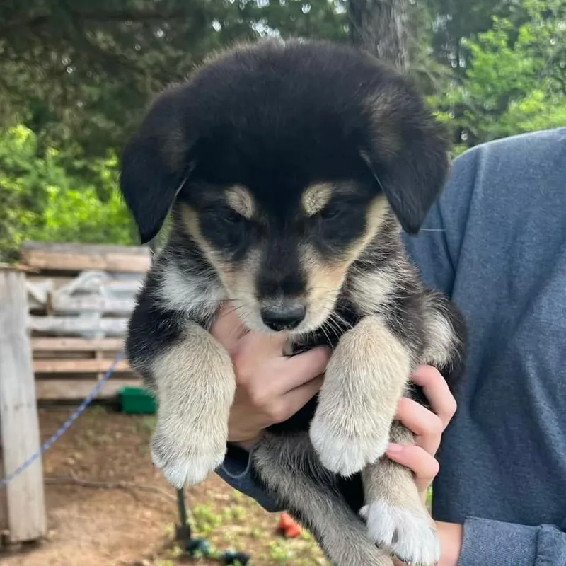 A baby large-sized female Black Anatolian Shepherd dog named Inka for adoption in Shawnee, KS
