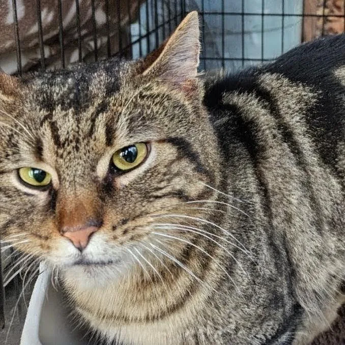 An adult large-sized male Tabby (Buff / Tan / Fawn) Domestic Short Hair cat named Sebastian for adoption in Indiana, PA