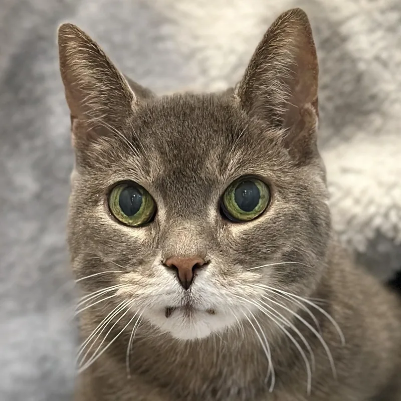 A senior medium-sized female Gray / Blue / Silver Domestic Short Hair cat named Dame Charlie for adoption in Victor, NY
