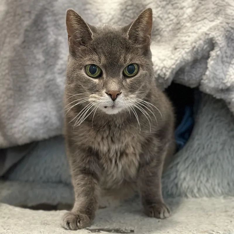 Dame Charlie thumbnail 2