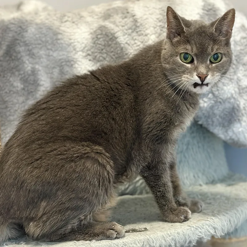 Dame Charlie thumbnail 3