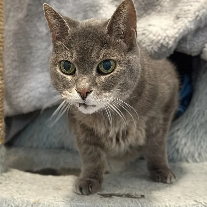 Dame Charlie thumbnail 4