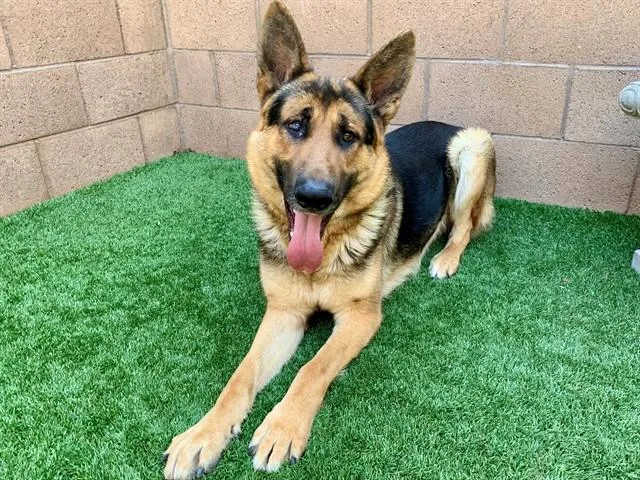 An adult large-sized male German Shepherd Dog dog named Chevy for adoption in Moreno Valley, CA