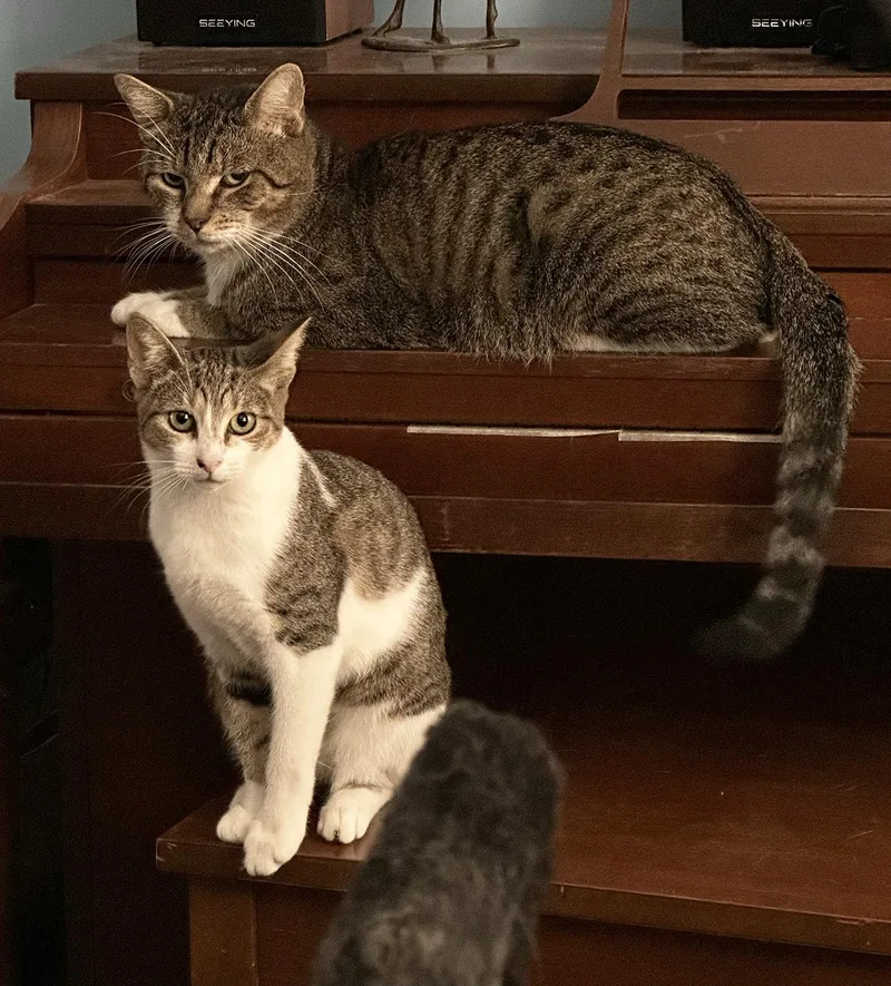 A young medium-sized male Tabby (Gray / Blue / Silver) Domestic Short Hair cat named Bartholomew & Clementine Farson for adoption in Philadelphia, PA