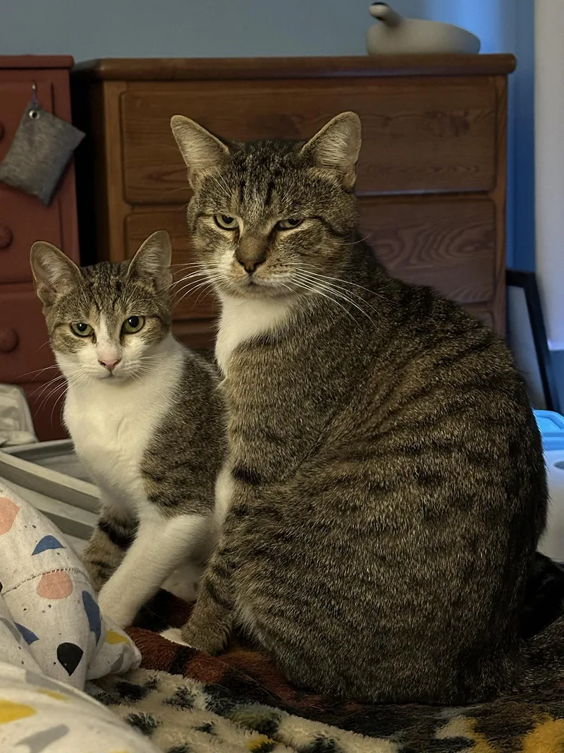 Bartholomew & Clementine Farson thumbnail 2