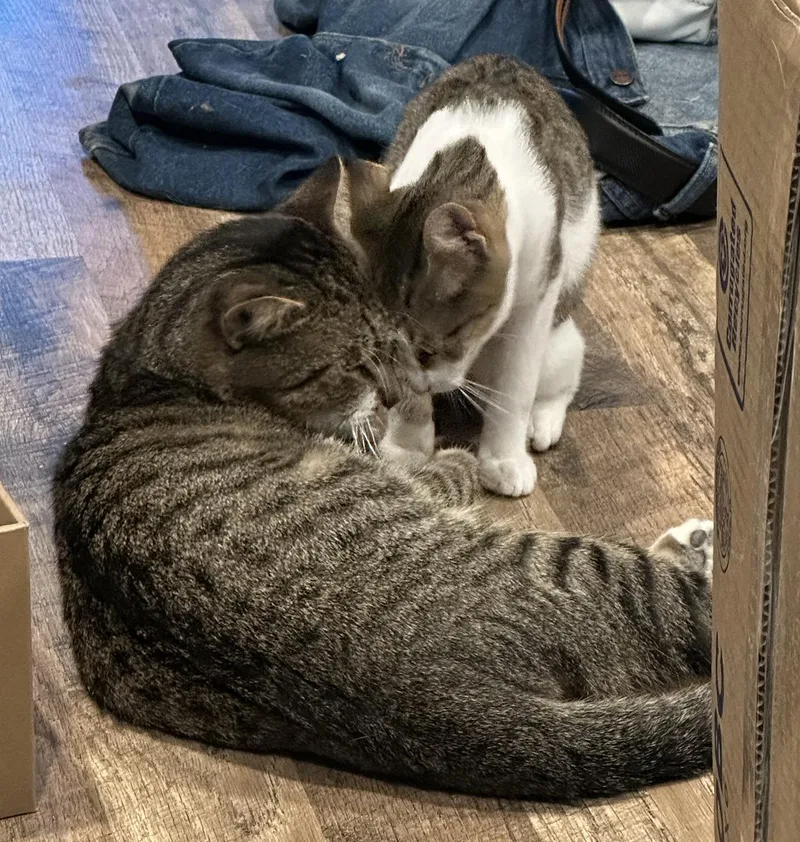 Bartholomew & Clementine Farson thumbnail 3