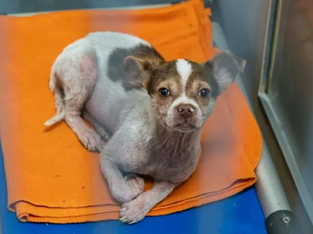 A young small-sized male Chihuahua dog named Rowan for adoption in Martinez, CA