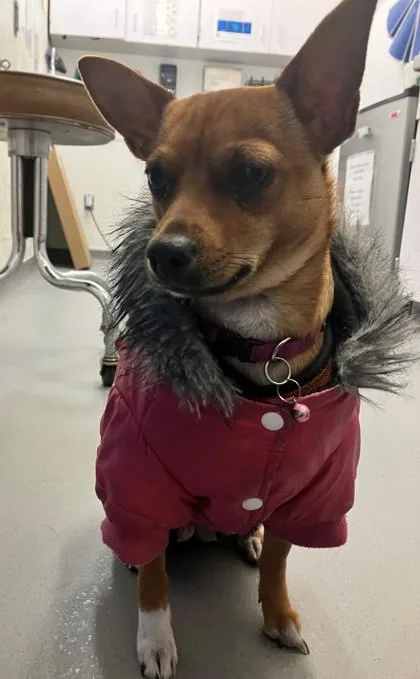 An adult small-sized female Chihuahua dog named Chichi for adoption in Seattle, WA