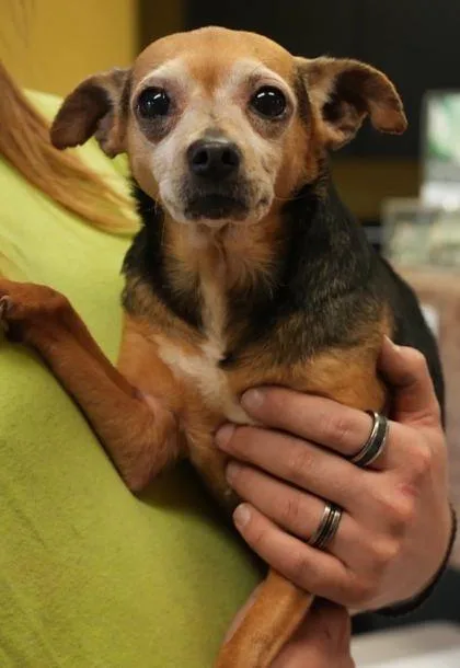 An adult small-sized female Chihuahua dog named Peanut for adoption in Bowling Green, KY