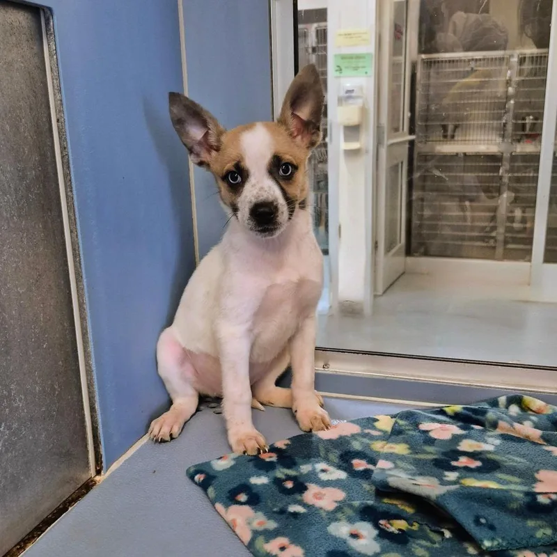 A baby small-sized female White / Cream Labrador Retriever dog named Shelina for adoption in South Elgin, IL