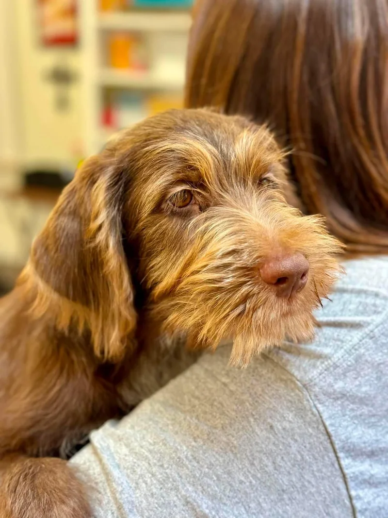 A baby medium-sized male Wirehaired Pointing Griffon dog named Curtis White for adoption in Saunderstown, RI