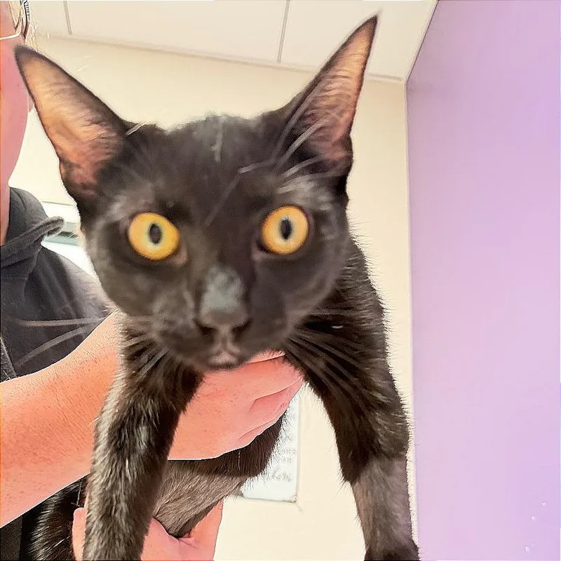 A young medium-sized female Domestic Short Hair cat named Brewbella for adoption in Englewood, FL