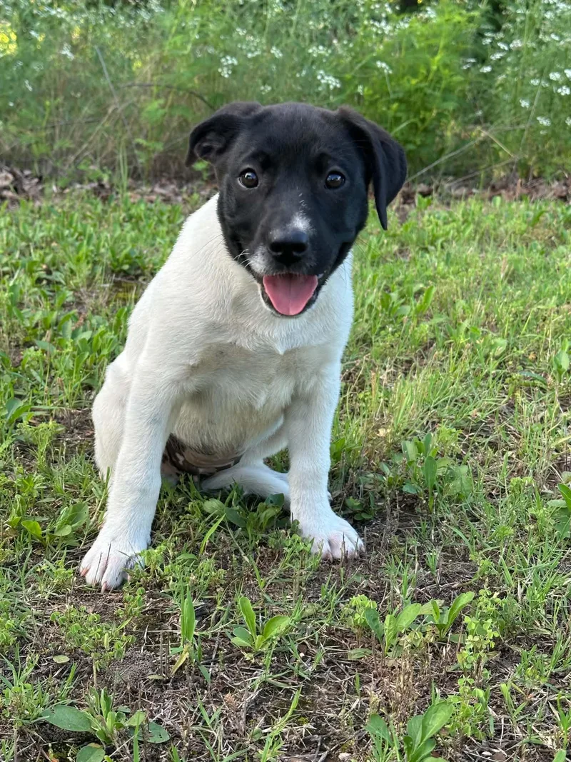 A baby medium-sized female Black Mixed Breed dog named Ziggy for adoption in Okemah, OK