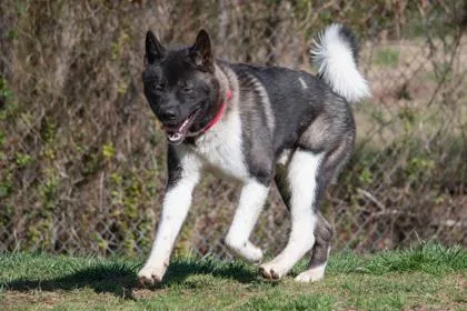 An adult large-sized male Akita dog named Moose Fka Kuma for adoption in West Chester, PA