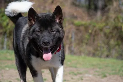 Moose Fka Kuma thumbnail 2