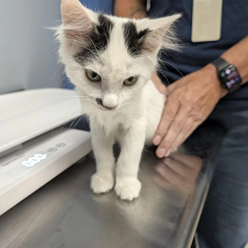 A baby small-sized male Domestic Long Hair cat named Simon for adoption in Indianapolis, IN