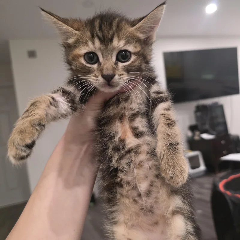 A baby medium-sized female Torbie cat named Beauty for adoption in Moriches, NY