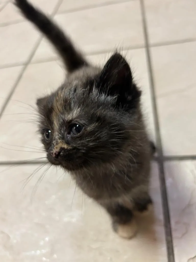 A baby medium-sized female Domestic Short Hair cat named Winnie for adoption in Johnson City, TN