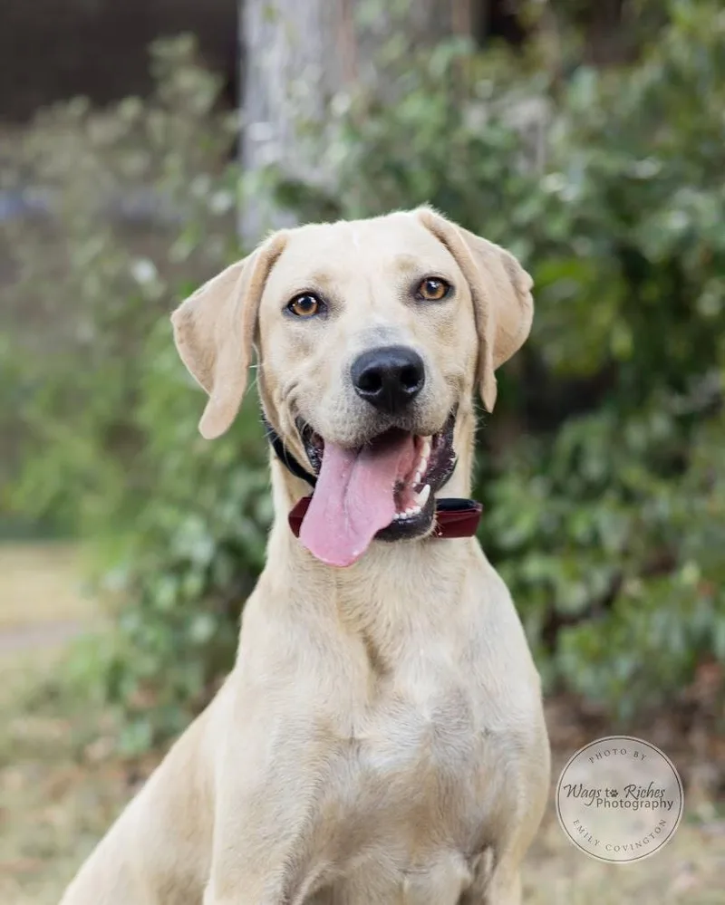 A baby medium-sized male Labrador Retriever dog named Winston for adoption in Tuscaloosa, AL