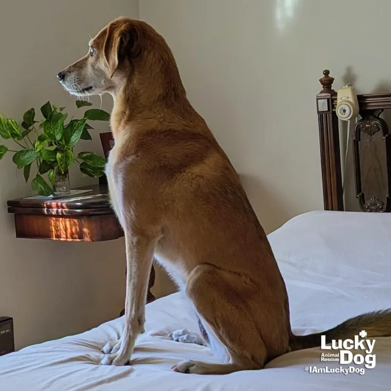 A young medium-sized female Whippet dog named Pumpkin Spice for adoption in Washington, DC
