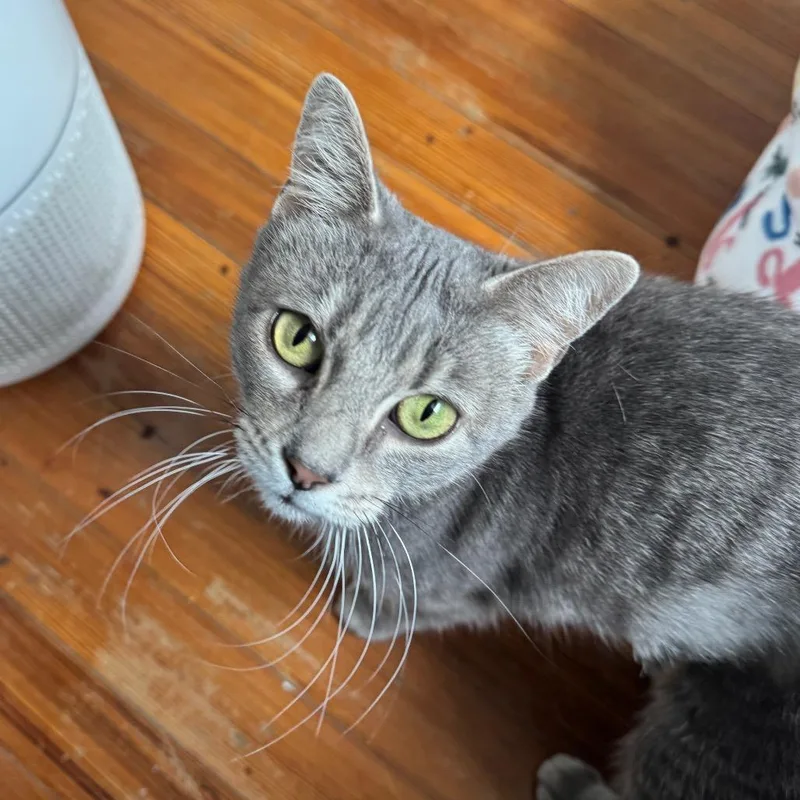 An adult medium-sized female Gray / Blue / Silver Domestic Short Hair cat named Luna for adoption in Gibsonia, PA