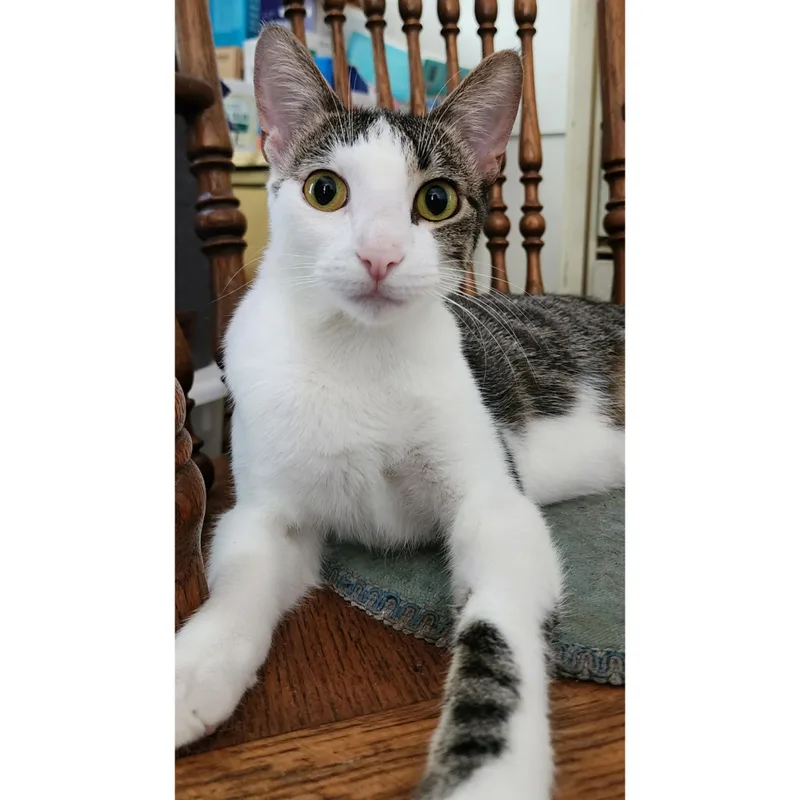 A young medium-sized female Tabby (Brown / Chocolate) Domestic Short Hair cat named Bud Light Girl for adoption in Stoughton, WI