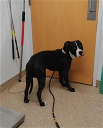 An adult large-sized male Staffordshire Bull Terrier dog named Gizmo for adoption in Albuquerque, NM