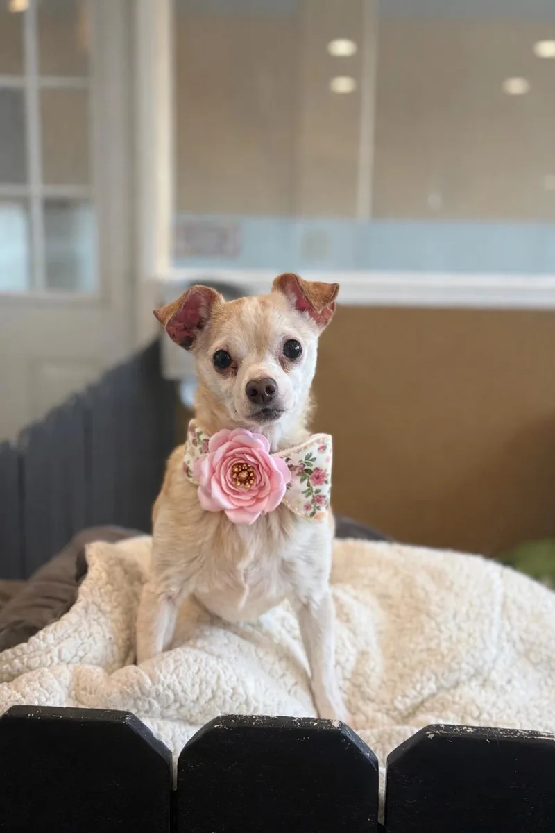 A senior small-sized female Chihuahua dog named Ethel for adoption in Phoenix, AZ